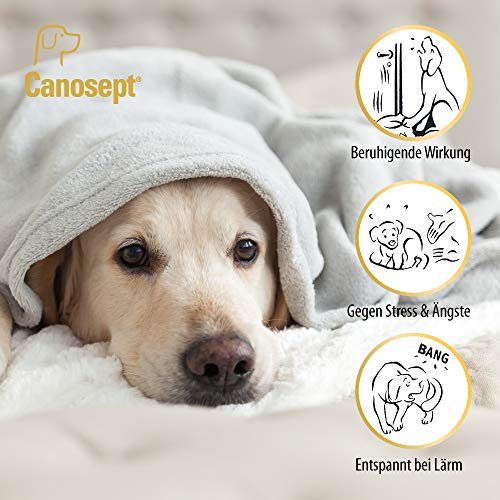 Canosept Home Comfort Collar Calmante 1 Pieza - El Collar para Perros con Valeriana Y Lavanda - Antiestrés para Perros - Calm Perros - Favorece El Bienestar Y La Relajación De Los Perros