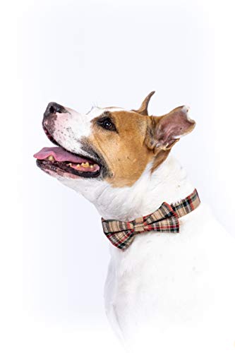 Dashin' Dogz Collar de perro escoceses con pajarita desmontable para niñas o niños, cómodo patrón a cuadros, totalmente ajustable, gran regalo para mascotas (XS, Beige)