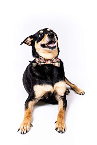 Dashin' Dogz Collar de perro escoceses con pajarita desmontable para niñas o niños, cómodo patrón a cuadros, totalmente ajustable, gran regalo para mascotas (XS, Beige)