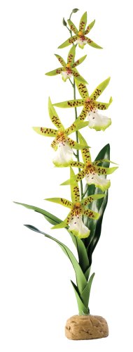 Exo Terra Araña orquídea