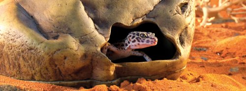 EXO TERRA Cueva para Gecko Grande