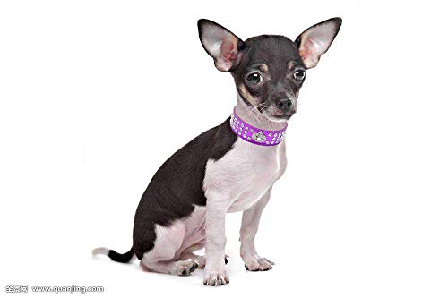 haoyueer Collar de perro con diamantes de imitación Corona Diamante Joyería Cristal PU Cuero Pet Dog Cat Puppy Collar … (S, azul)