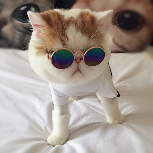 Hemore Gafas de sol para perros pequeños y gatos, gafas de sol universales para protección de ojos