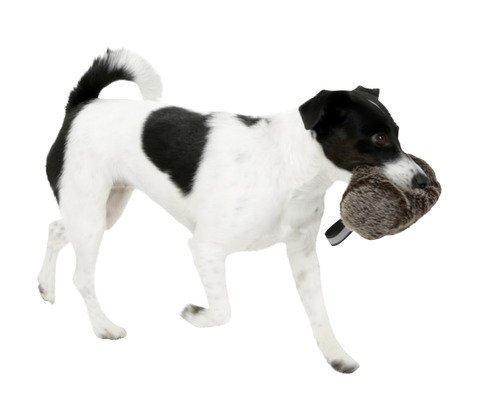 Kerbl Snack Dummy Peluche para Perros, Perfecta Aprendizaje para Atención, obediencia y apportieren 16 x 7 cm