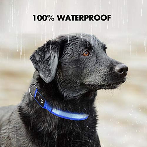 MASBRILL Collar Luminoso Perro de Mascota, 3 Modos Collar Perro Luz con Recargable y Impermeable, Ajustable Collares LED para Perros Pequeños/Medianos/Grandes(Azul L)