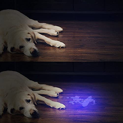 MMOBIEL Linterna de luz UV, de 51 LED, detecta orina de perros/gatos/conejos, manchas, chinches y escorpiones, fragua pegamento y detecta dinero falsificado