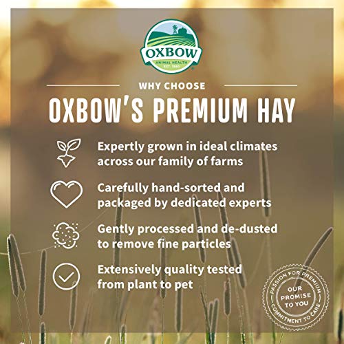 Oxbow Bene Terra HAY for Rabbits Guinea Pigs Chinchillas WESTERN TIMOTHY 425 g