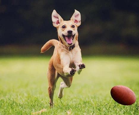 Pelota deportiva con mango de juguete para perro, perfecta para jugar a buscar con tu cachorro (pelota deportiva Rugby)
