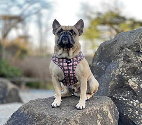 Pet Pooch Boutique Barkberry Windsor - Collar para Perro (tamaño Mediano)