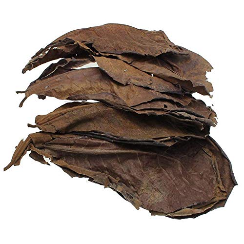 POFET 10 hojas de almendra india Catappa hojas de ketapang camarones betta peces acuario cuidado menor pH para acuarios