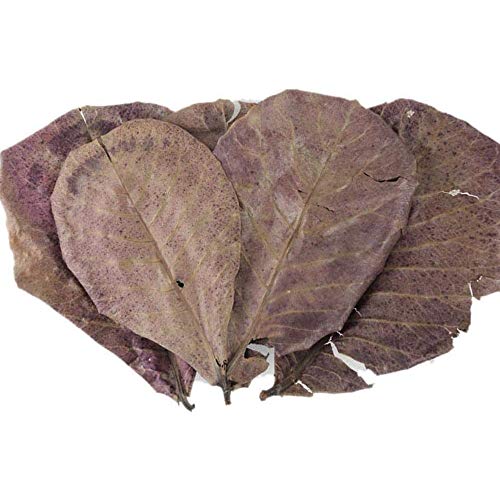 POFET 10 hojas de almendra india Catappa hojas de ketapang camarones betta peces acuario cuidado menor pH para acuarios