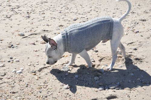 Suéter de lana de alpaca hecho a mano "Cable" para perro, tamaño: pequeño