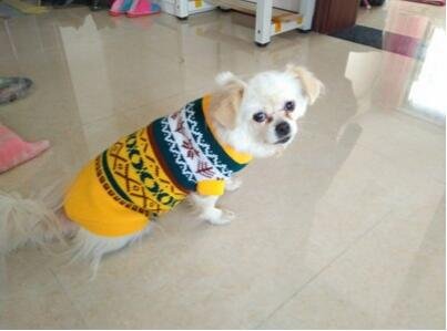 Tineer Pet Dog Sweater Ropa de Punto Copo de Nieve Pet Cat Coat, Jersey suéter Chaqueta Invierno Nieve Patrón Azulejos Ropa de Navidad (S, Amarillo)