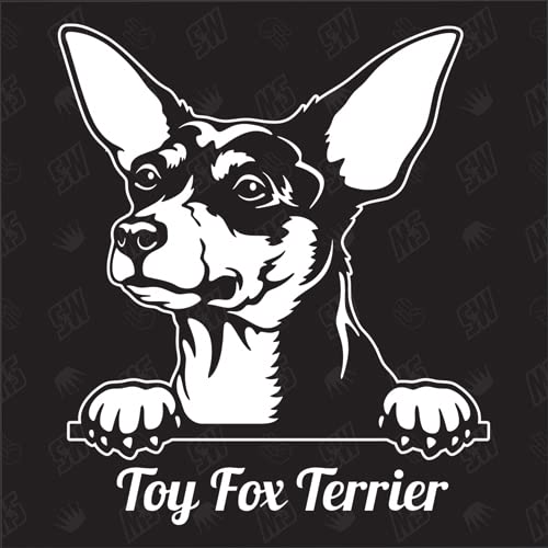 Toy Fox Terrier Versión 1 - pegatina, perro, coche, razas de perros, mestizo, mezcla, animales, mascota (TAMBIÉN POSIBLE CON DESEADO)
