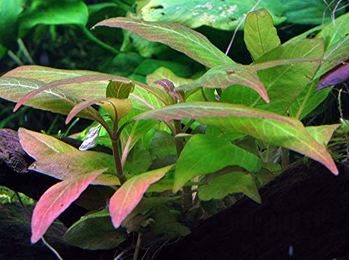 Tropica Nano Set con 3 macetas pequeñas y sencillas plantas para acuario, N.º 6 plantas acuáticas para acuario
