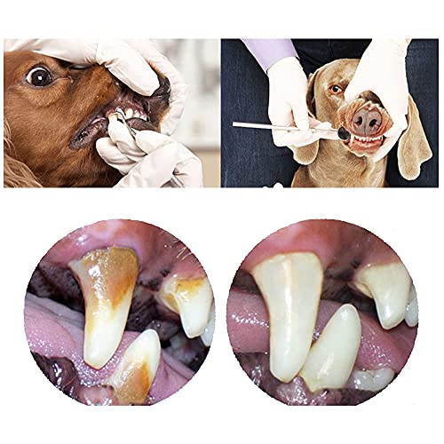 Yih Vane 5 Piezas de Herramientas dentales para Mascotas Kit de Herramientas de Cuidado bucal para Mascotas de Acero Inoxidable con Caja de Almacenamiento